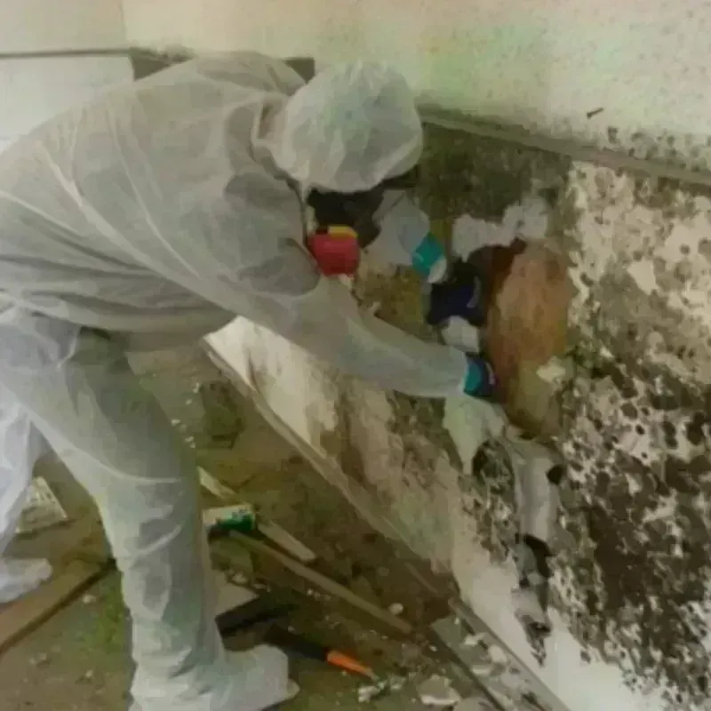 Mold Remediation and Removal in Logan, OH